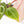 Anthurium Zara '29' × (Michelle® x Zara '28') byDocBlock® (wk18-Y)