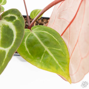 Anthurium Zara '29' × (Michelle® x Zara '28') byDocBlock® (wk18-Y)