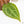 Anthurium Zara '29' × (Michelle® x Zara '28') byDocBlock® (wk18-Y)