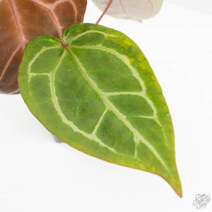 Anthurium Zara '29' × (Michelle® x Zara '28') byDocBlock® (wk18-Y)
