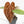 Anthurium Zara '29' × (Michelle® x Zara '28') byDocBlock® (wk18-Y)