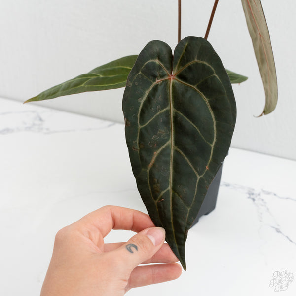 Anthurium Zara '29' x Dark & Handsome '9' by DocBlock® (wk8-D)