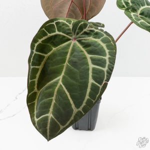 Anthurium Zara '33' x Zara '29' by DocBlock® (wk16-Y)