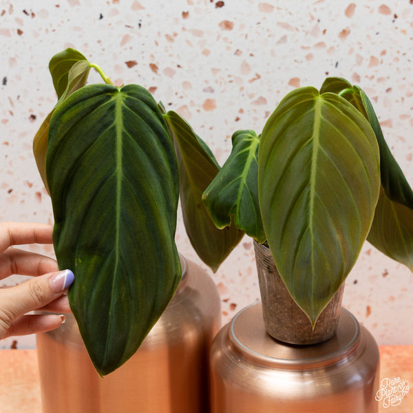 Philodendron gigas *Grower's choice*