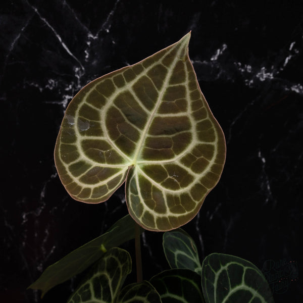 Anthurium clarinervium *Grower's choice*