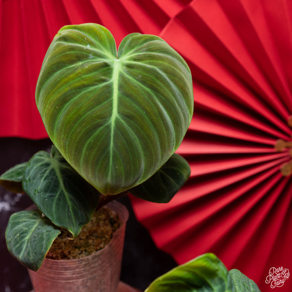 Philodendron sp. 'El Choco Red' (3" pot)