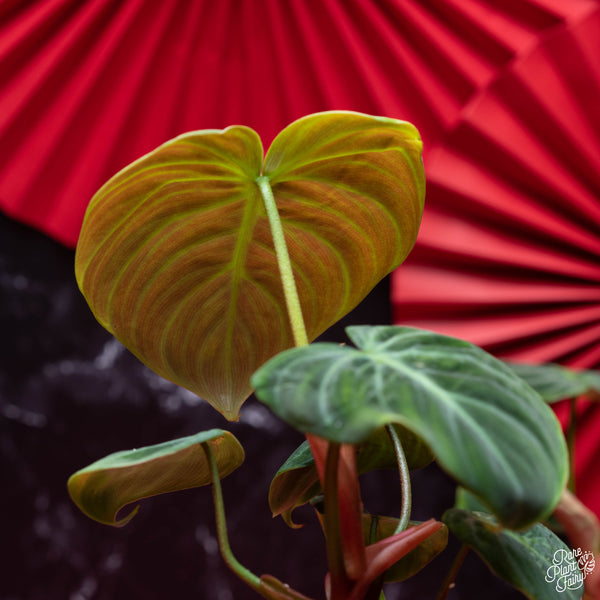 Philodendron sp. 'El Choco Red' (3" pot)