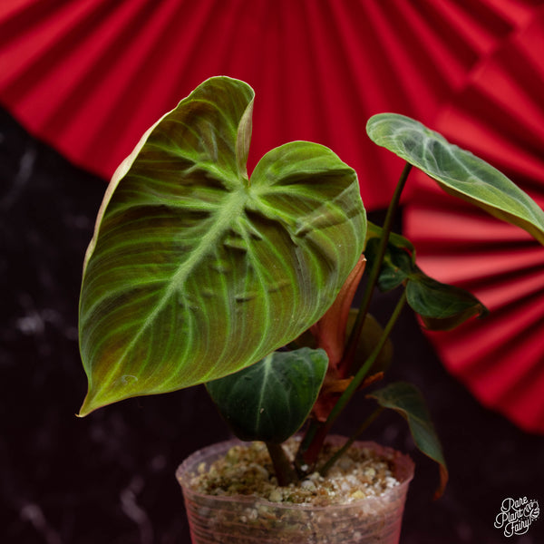 Philodendron sp. 'El Choco Red' (3" pot) *Growers choice*