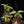 Load image into Gallery viewer, Philodendron &#39;Florida beauty&#39; starter (mid-high color) *Grower&#39;s choice*

