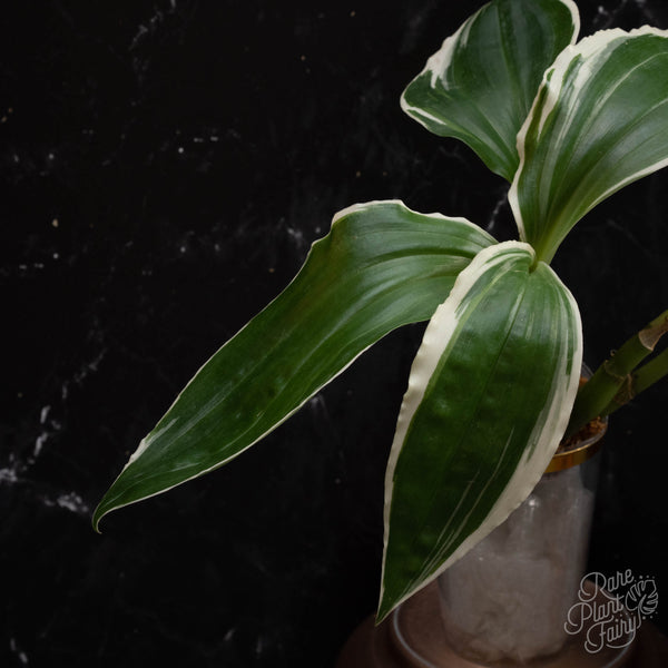 Liparis formosana variegated jewel orchid *Grower's choice*